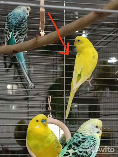 Волнистый попугай девочка 3,5 месяца