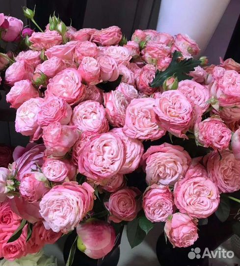 Розы Кустовые