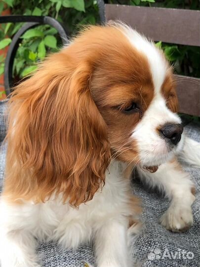 Кавалер кинг чарльз спаниель девочка