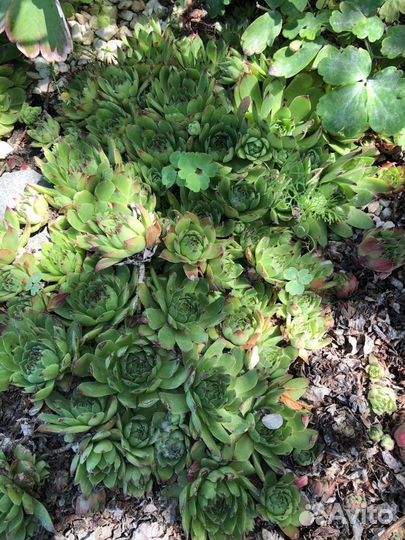 Молодило каменная роза суккулент растение