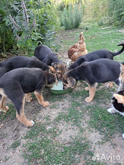 Отдам бесплатно в добрые руки