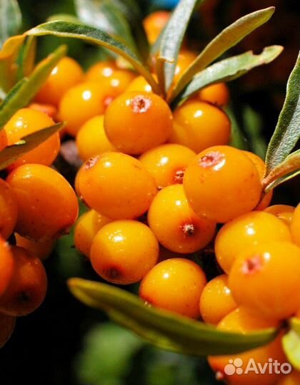 Облепиха. Саженцы