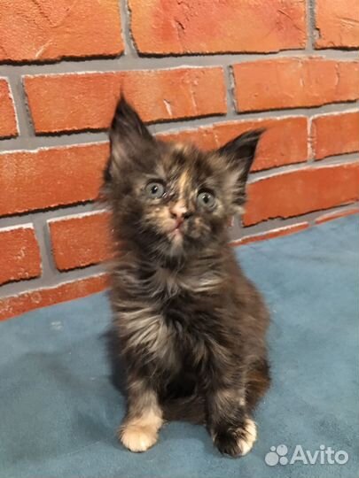 Котята мейн-кун