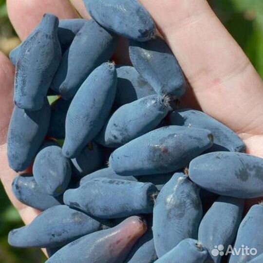 Саженцы Жимолости в наличии