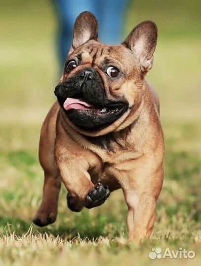 Кобель французского бульдога РКФ для вязки