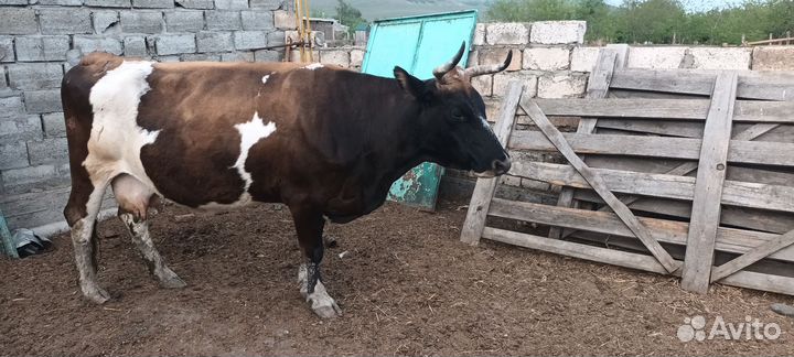 Коровы дойные и телята