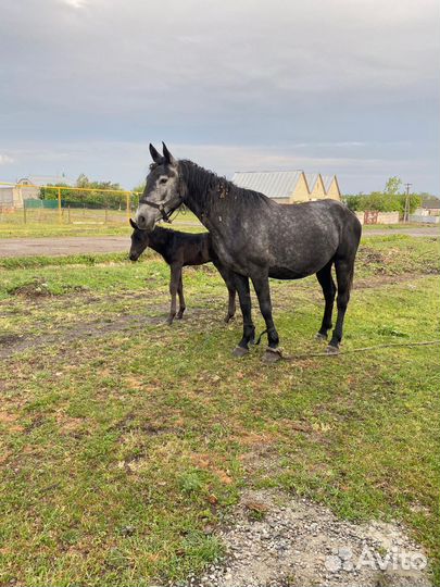 Кобыла с жеребенком