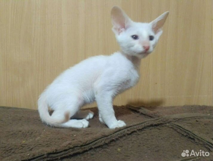 Петерболд мальчик