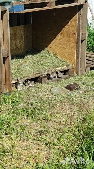Котята в добрые руки