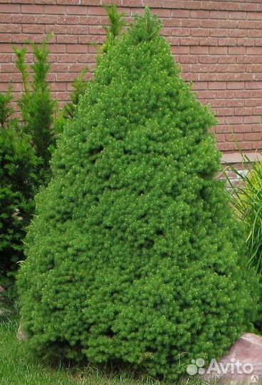 Ель канадская Коника,Дези вайт,Рэйнбоуз Энд