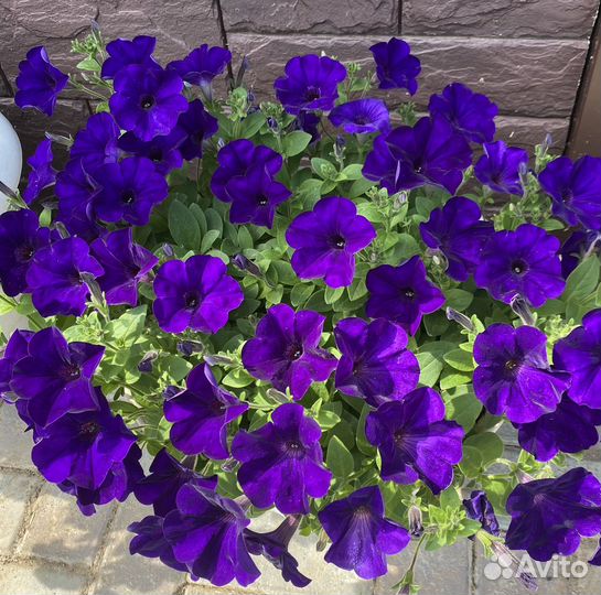 Продам рассаду петунии, лучшие ампельные сорта