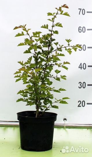 Боярышник однопестичный Crataegus monogyna