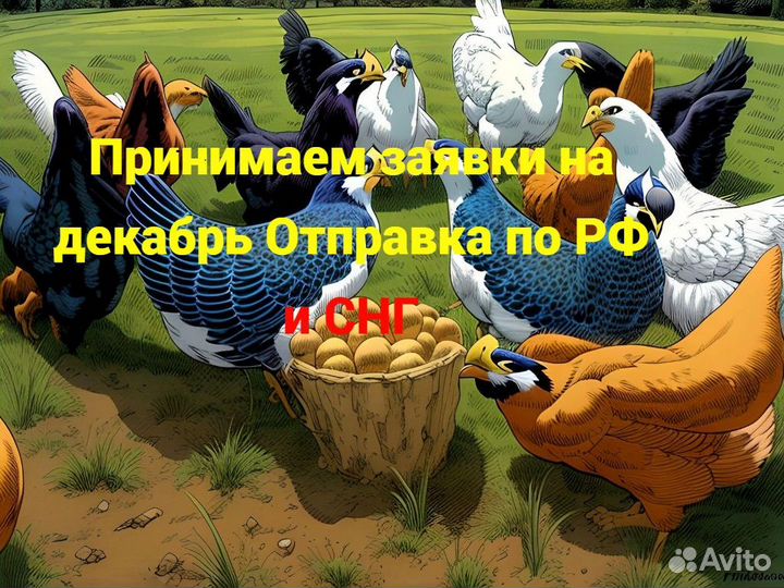 Инкубационное яйцо