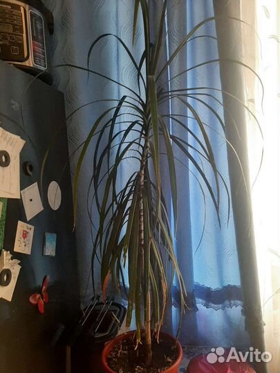 Комнатные цветы