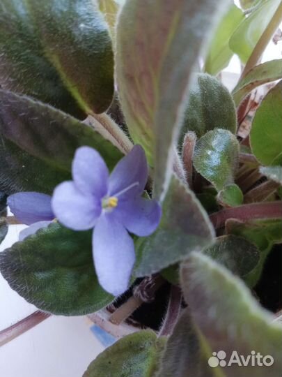 Фиалки фиолетовая и розовая