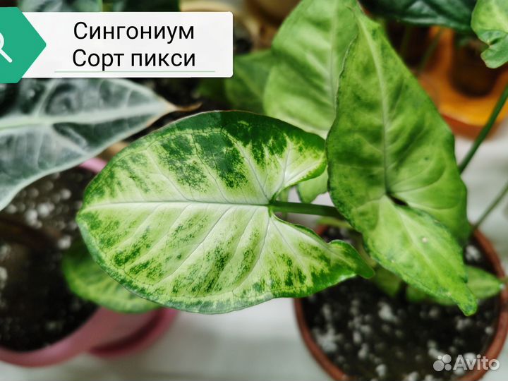 Сингониум сортовые, редкие, взрослые растения