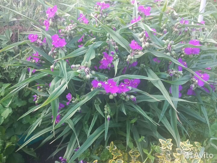 Многолетники для сада цветы