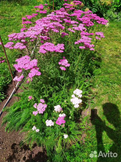 Герань садовая, душица, астильба, бузульник