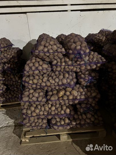 Картофель Коломба 5+