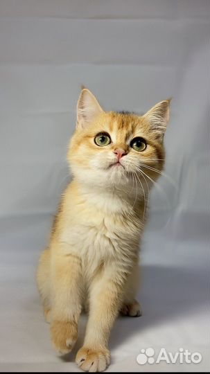 Котята британские золотые шиншиллы
