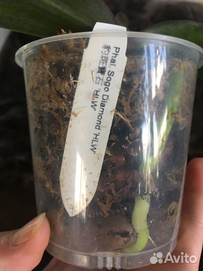 Орхидея Sogo Diamond бабочка