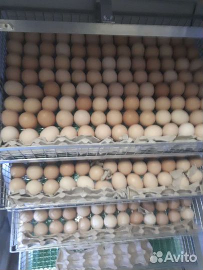 Инкубационное яйцо бройлера кобб 500,росс308