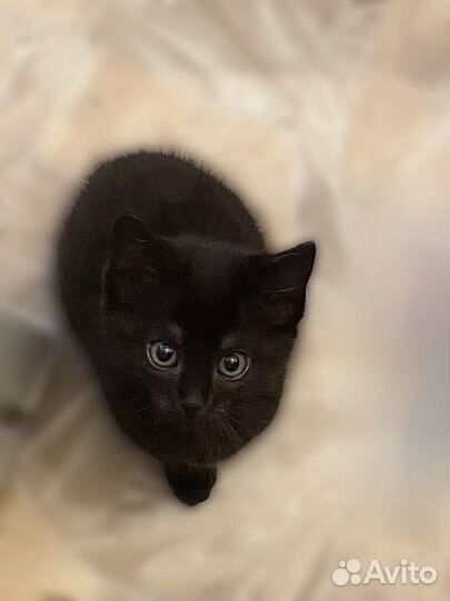 Котенок бесплатно