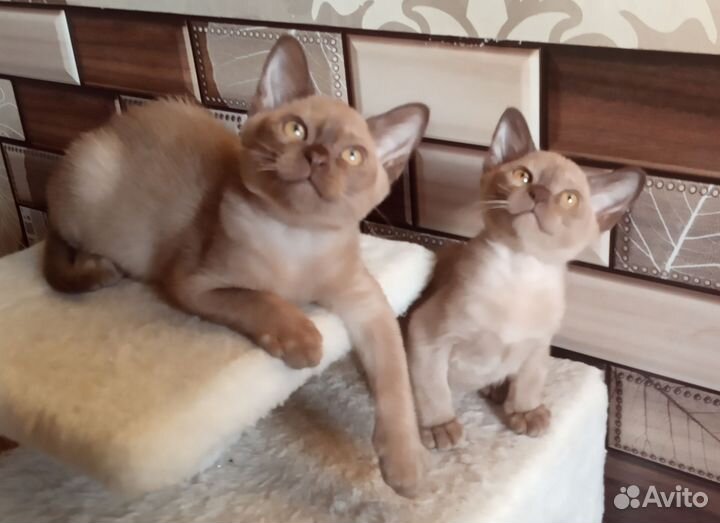 Бурманские котята