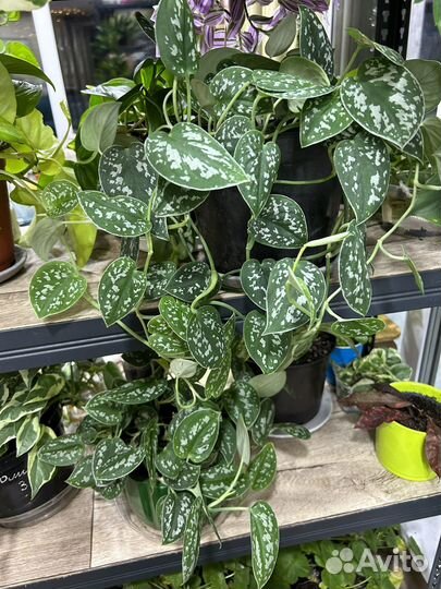 Сциндапсус (эпипремнум) сортовые