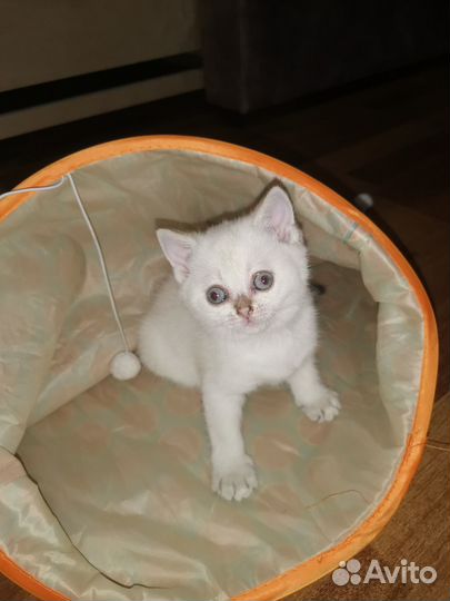 Шотландский котёнок