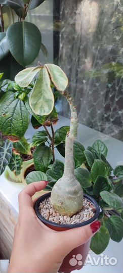 Адениумы сортовые
