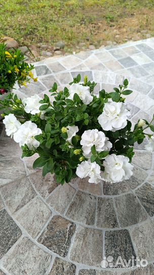 Кашпо сурфинии, петунии