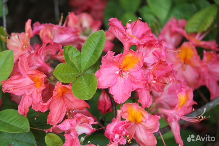 Азалия Juanita