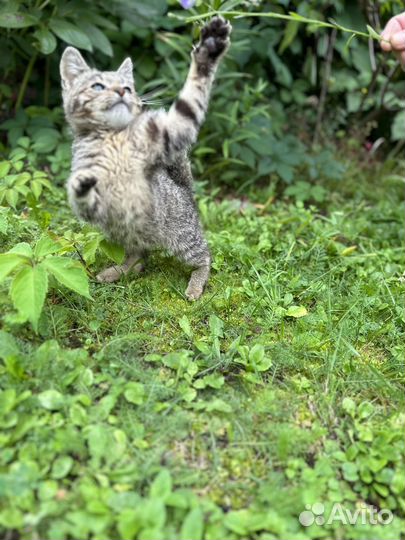 Бенгальские котята