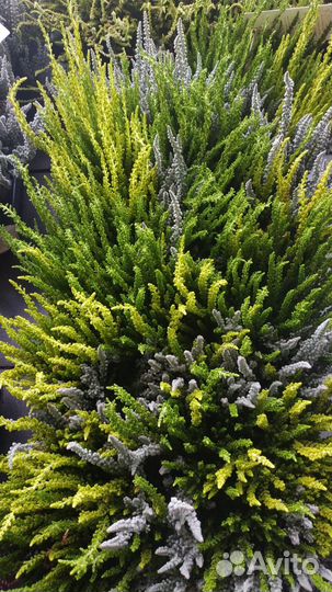 Садовые растения