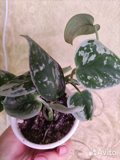 Сциндапсус Сильвер Энн