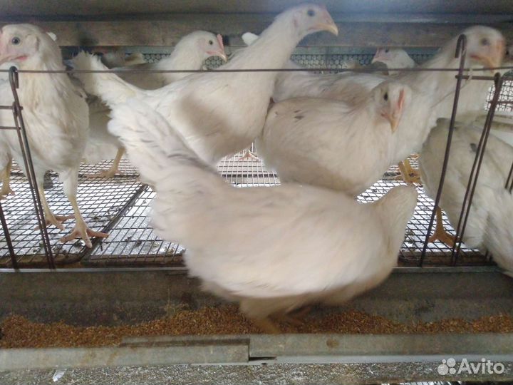 Несушки Хайсекс Браун, Коралл