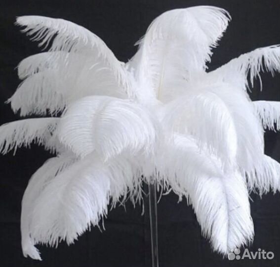 Перо страуса