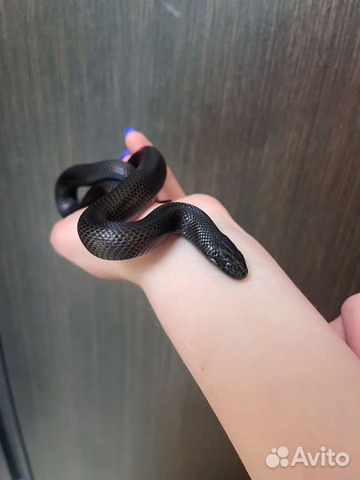 Королевская змея, удав, нигрита, кноблоха