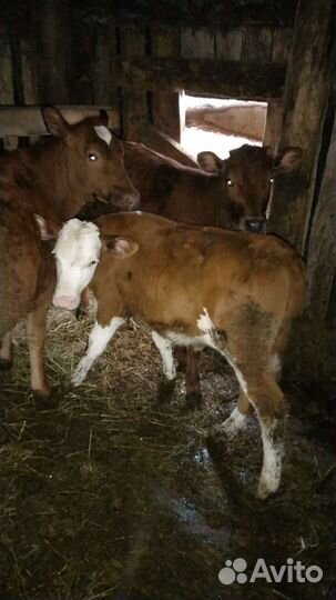 8 голов малодняка