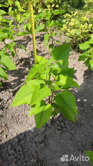 Катальпа саженцы