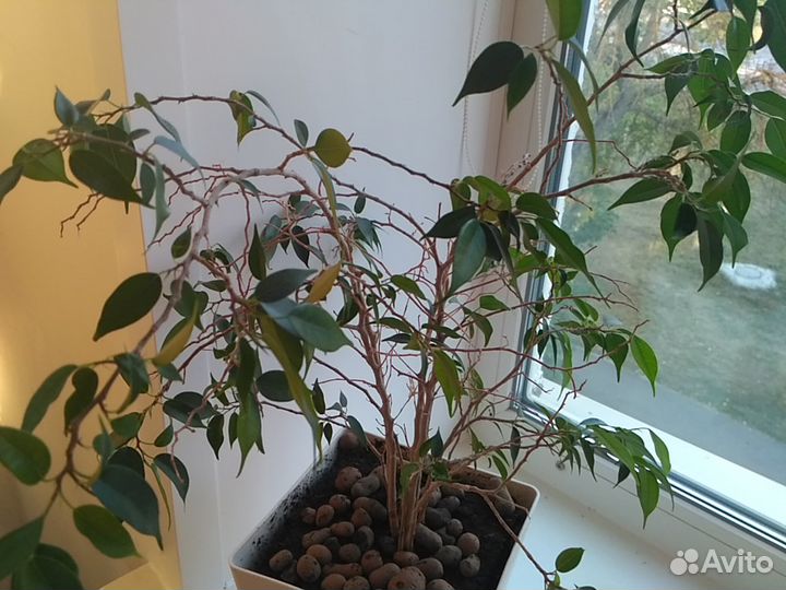 Фикус Бенджамина 