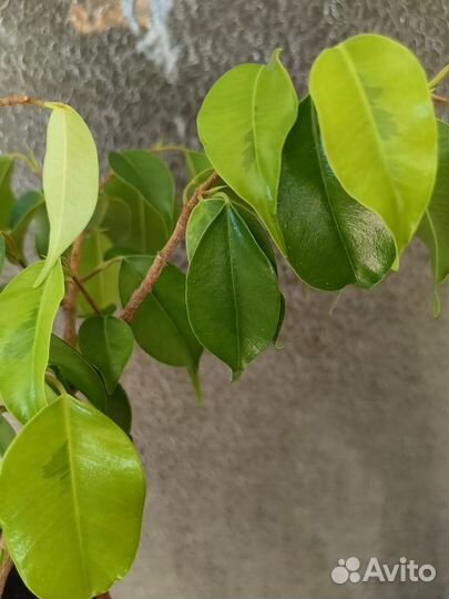 Фикус Бенджамина сорт Наоми голд