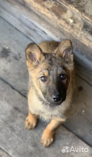 Щенки бесплатно