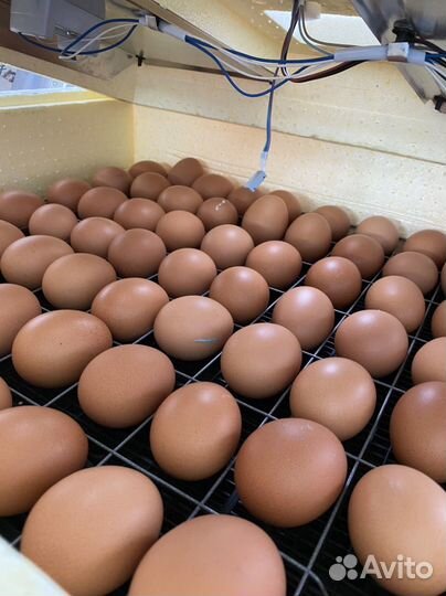 Цыплята ломан браун