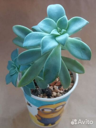 Домашнее растение