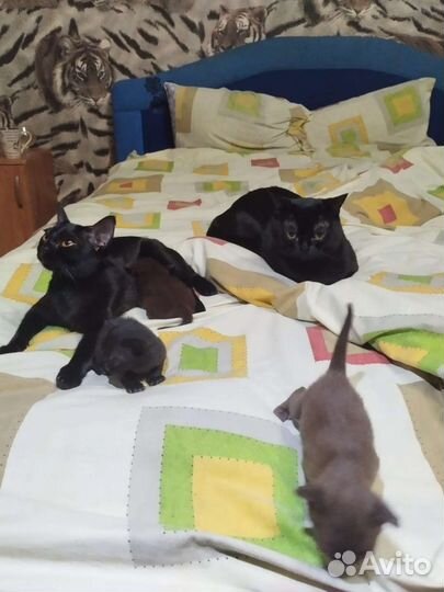 Бомбейская кошечка