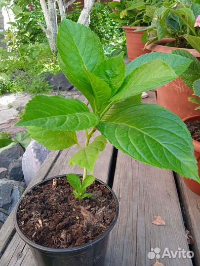 Гортензия крупнолистная сорт бесконечное лето