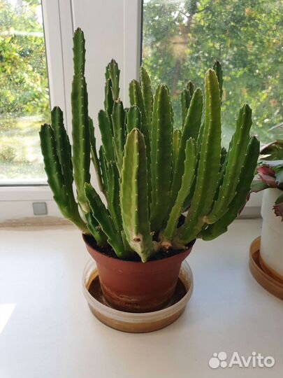 Стапелия комнатное растение