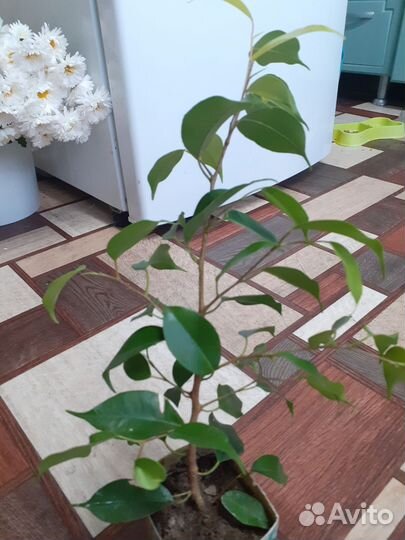 Фикус бенджамина